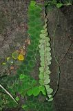 Rhaphidophora korthalsii. Побеги. Малайзия, штат Саравак, национальный парк Бако; о-в Калимантан, влажный тропический лес, на скале. 08.05.2017.