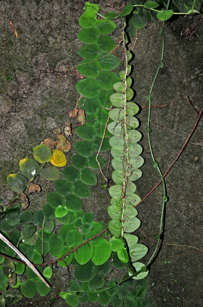 Image of Rhaphidophora korthalsii specimen.