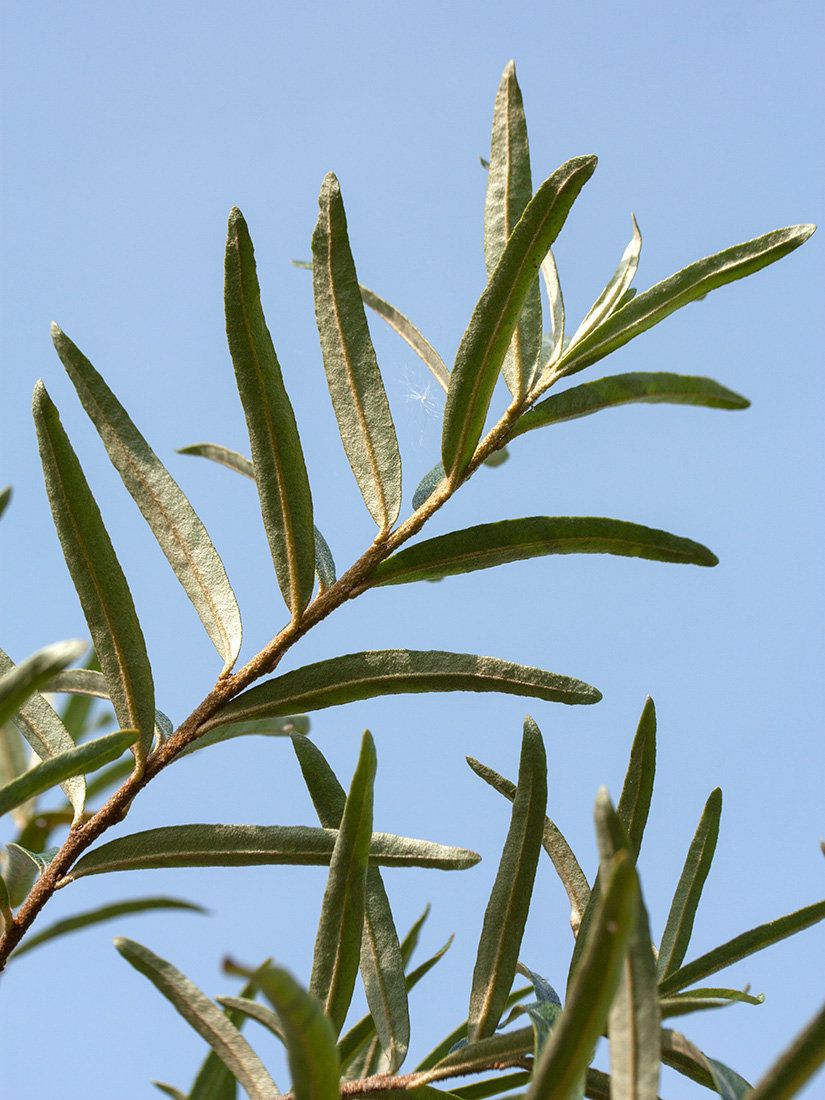 Image of Hippophae rhamnoides specimen.