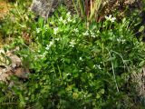 Cardamine umbellata