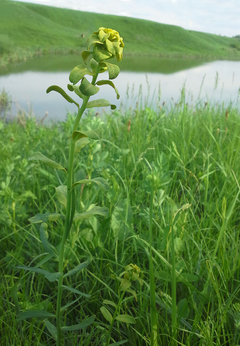 Изображение особи Euphorbia virgata.