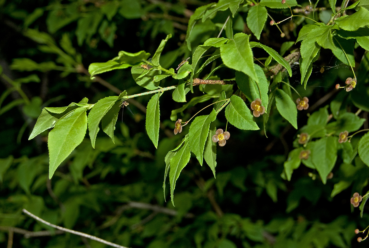 Изображение особи Euonymus verrucosus.