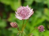 Astrantia trifida. Соцветие-зонтик (вид сверху). Москва, Воробьёвы горы, Ботанический сад МГУ, в культуре из Северной Осетии. 14.06.2018.