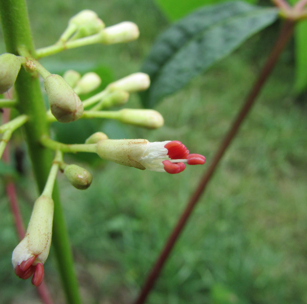 Image of Aesculus parviflora specimen.