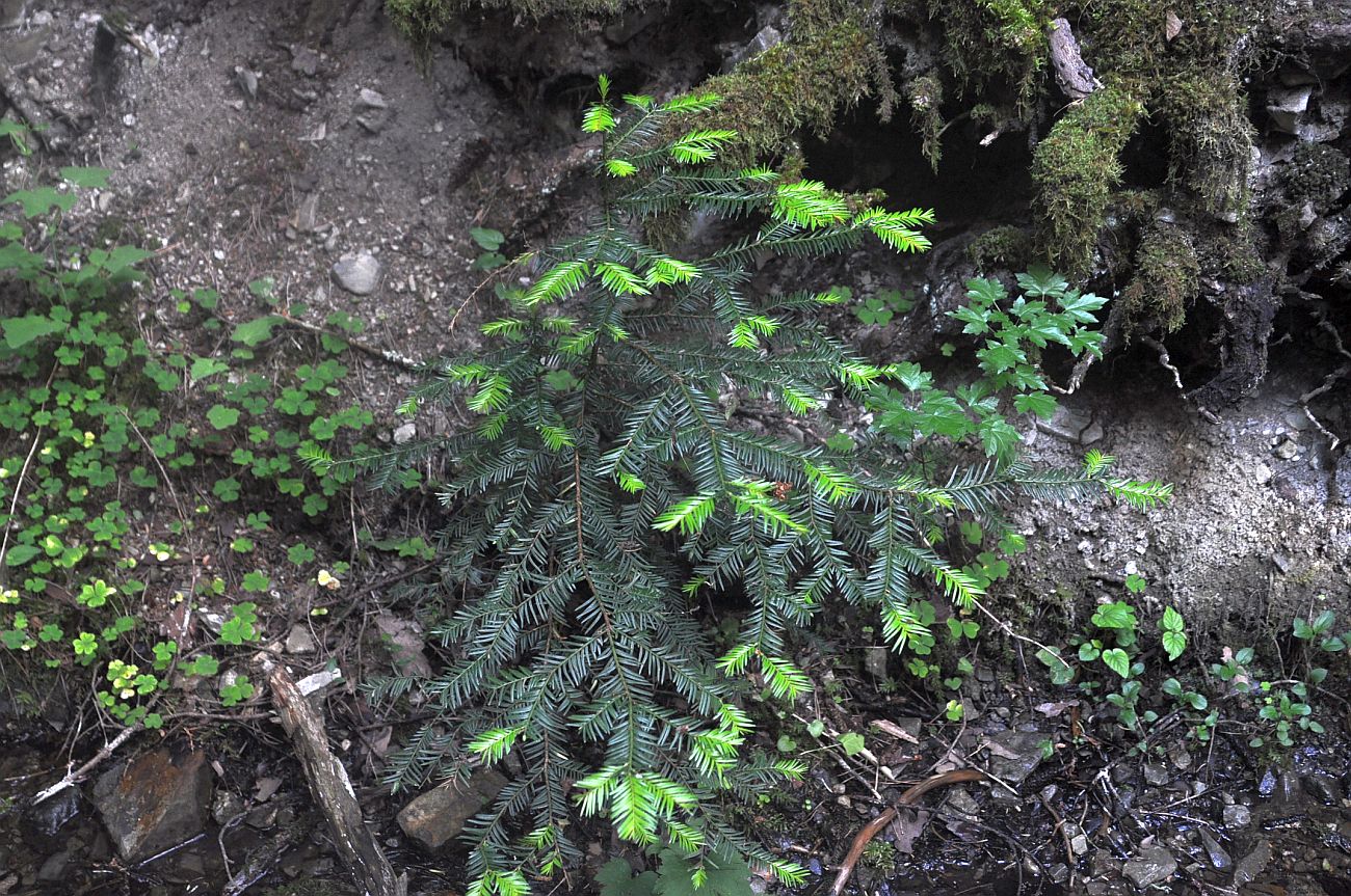 Image of Taxus baccata specimen.
