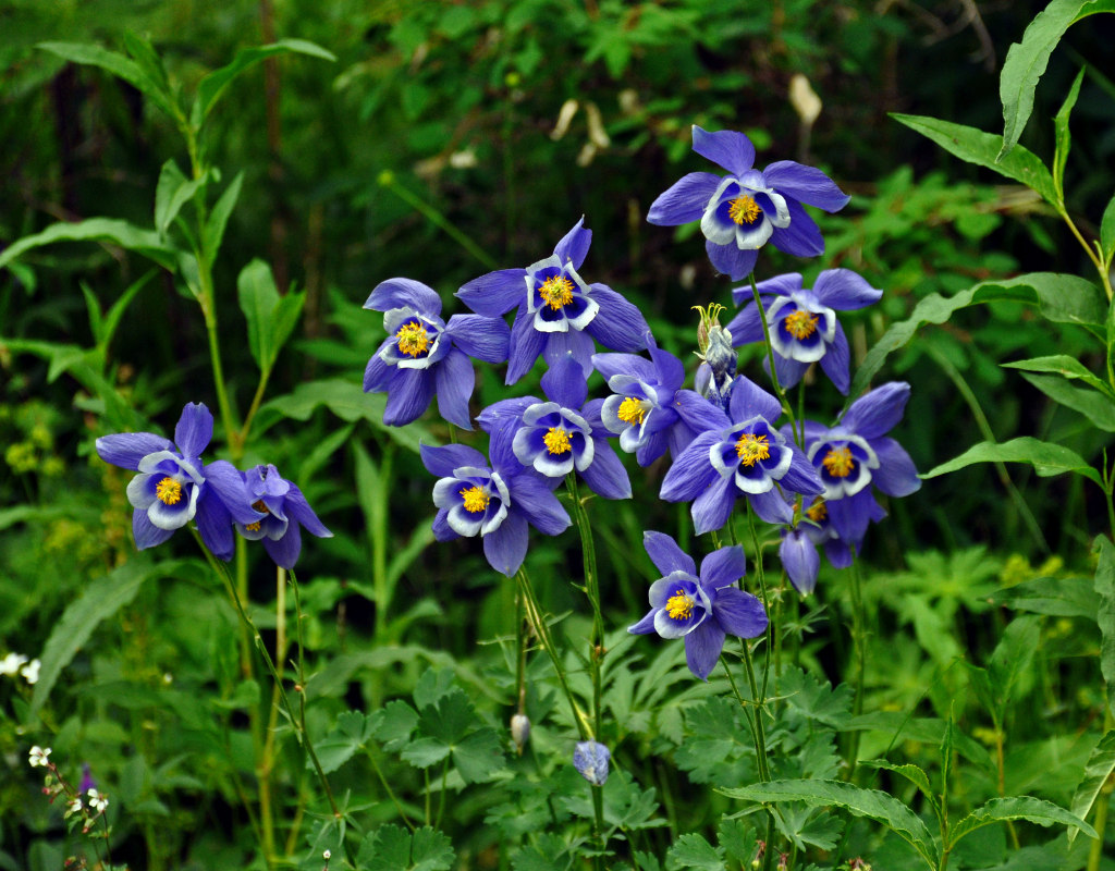 Image of genus Aquilegia specimen.