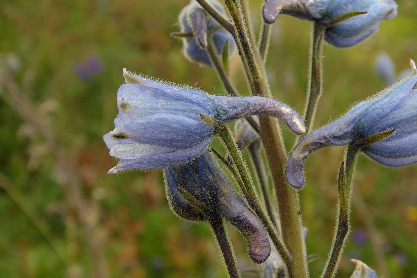 Изображение особи Delphinium speciosum.