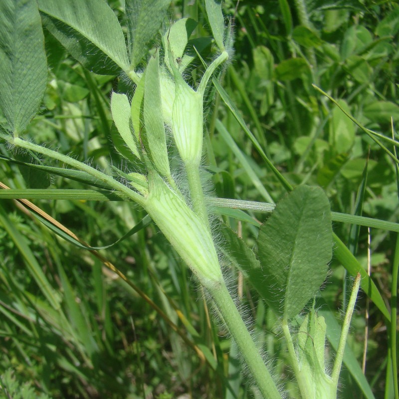 Image of Trifolium diffusum specimen.