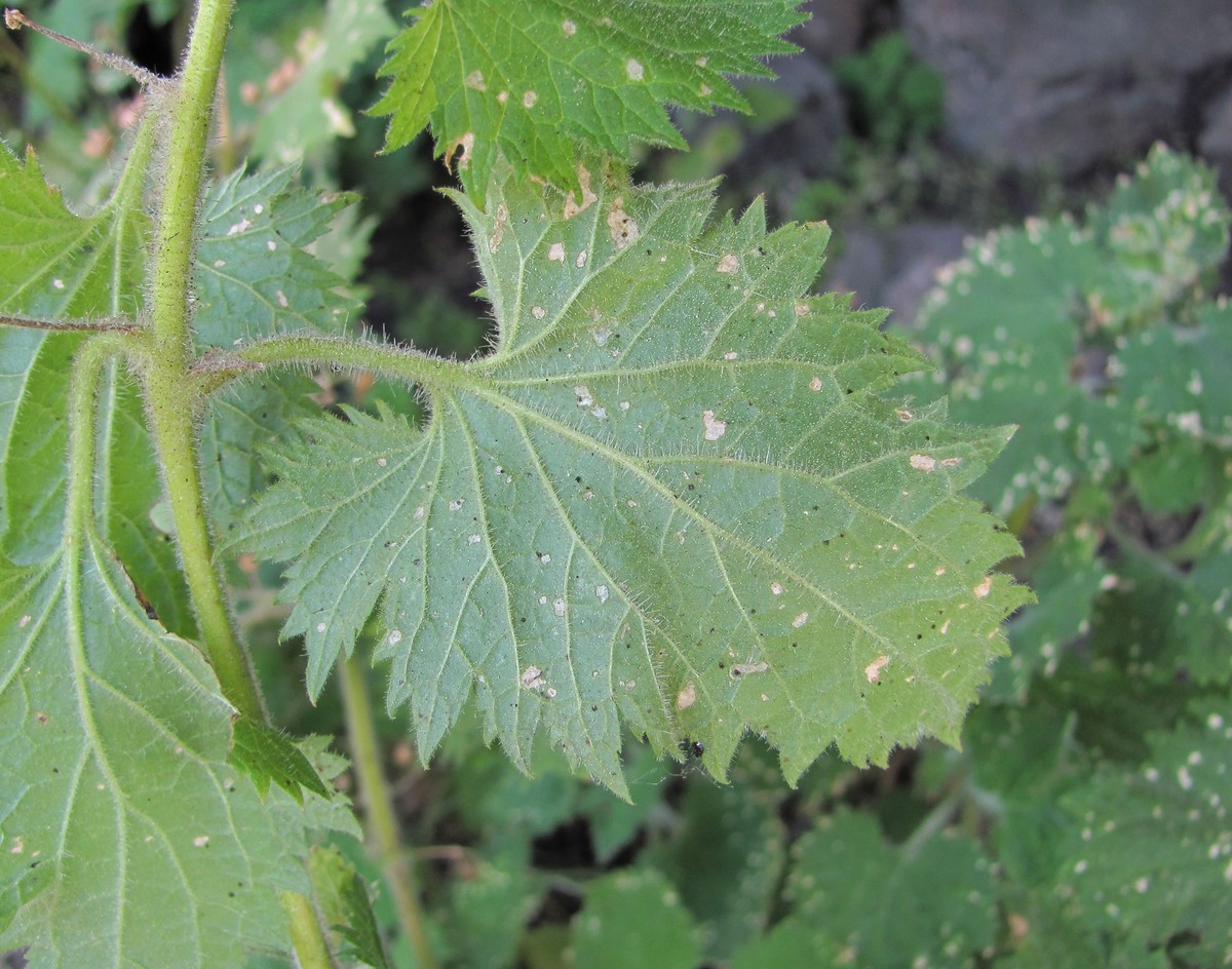 Image of Scrophularia divaricata specimen.