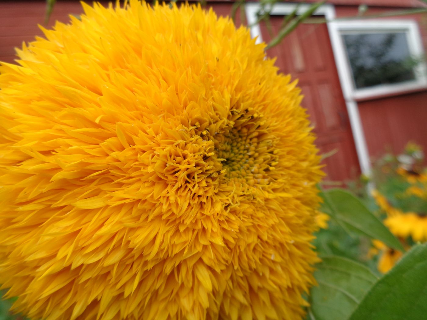 Изображение особи Helianthus annuus.