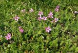 Erodium cicutarium