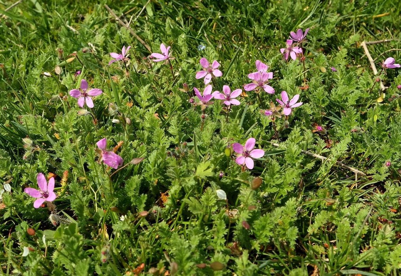 Изображение особи Erodium cicutarium.