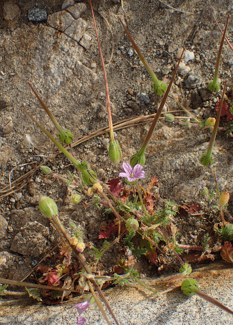 Изображение особи Erodium botrys.