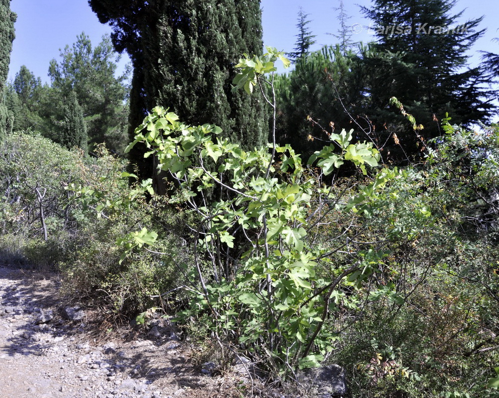 Изображение особи Ficus carica.