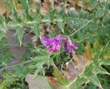 Vicia alpestris