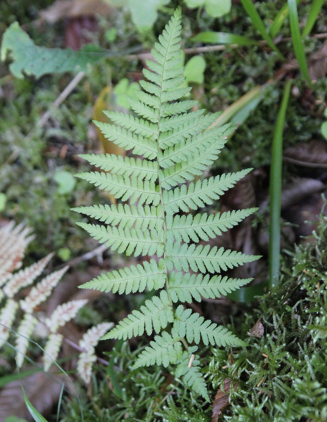 Image of genus Dryopteris specimen.