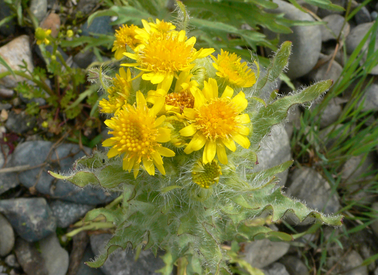 Image of Tephroseris palustris specimen.