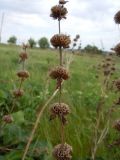 Phlomoides tuberosa