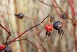 Rosa cinnamomea