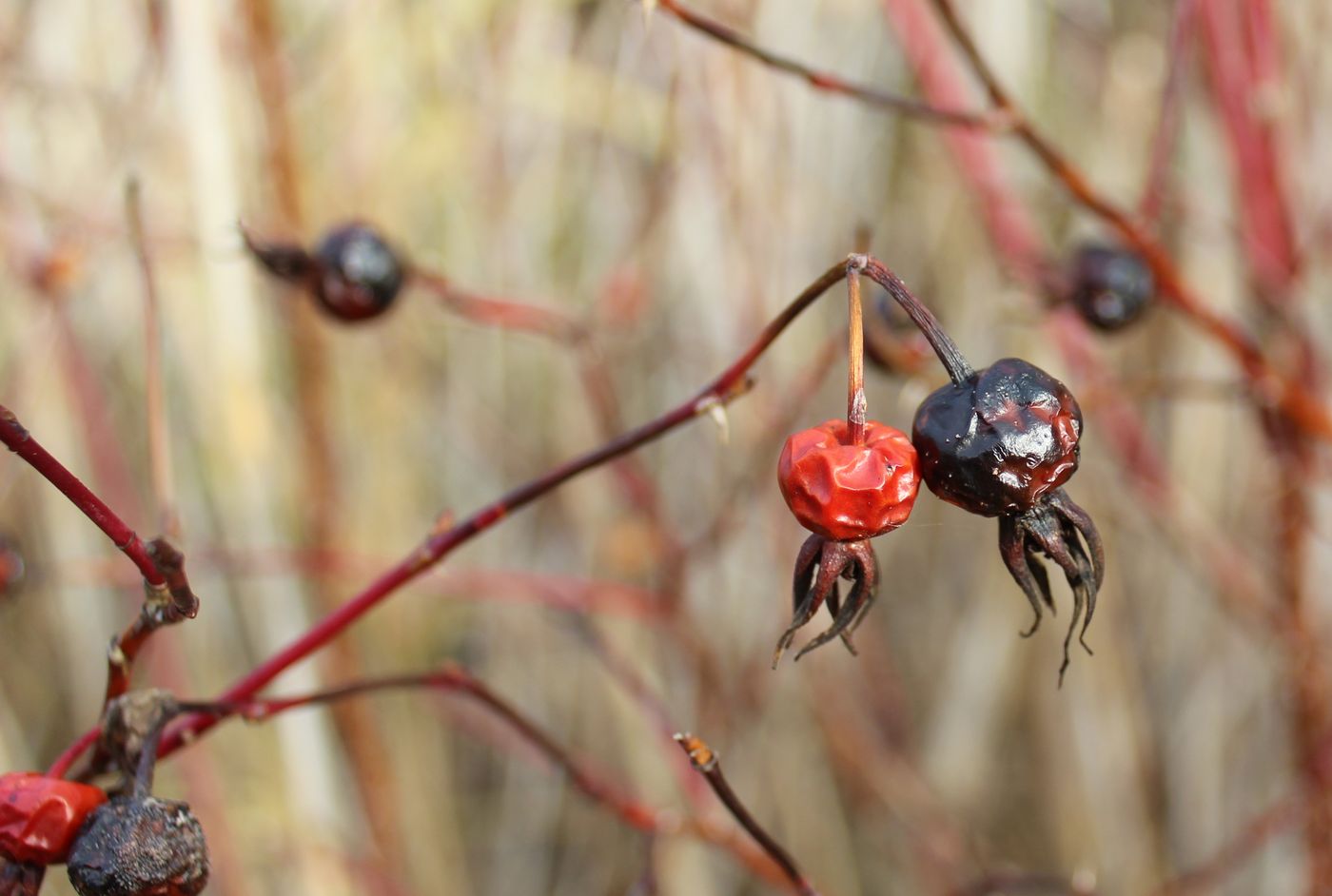 Image of Rosa cinnamomea specimen.