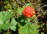 Rubus chamaemorus. Верхушка растения с плодом. Чукотка, Билибинский рн, восточная окр. г. Билибино, склон сопки рядом с БАЭС, тундра. 18.07.2018.