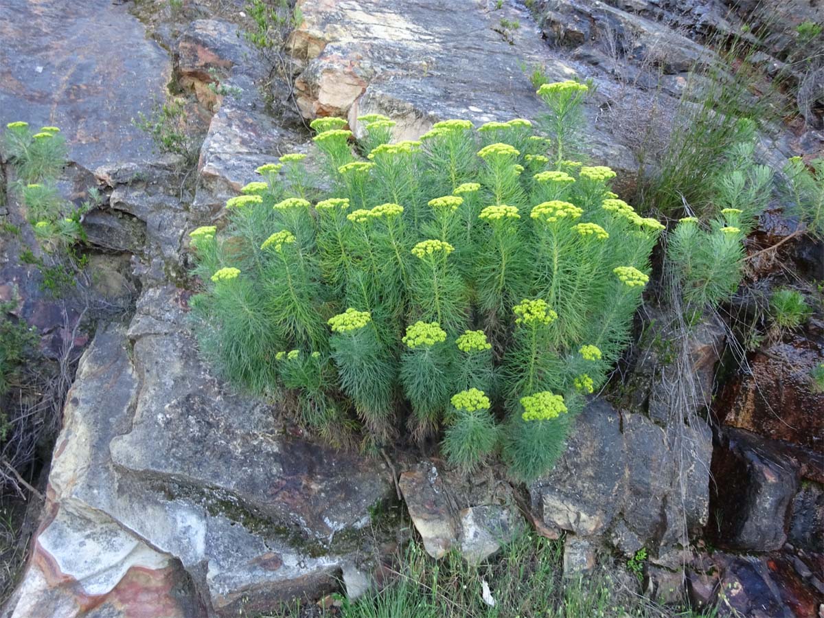 Image of Hymenolepis crithmifolia specimen.