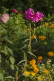 Clarkia unguiculata