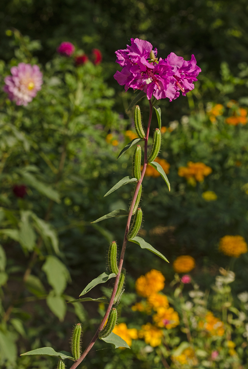 Изображение особи Clarkia unguiculata.