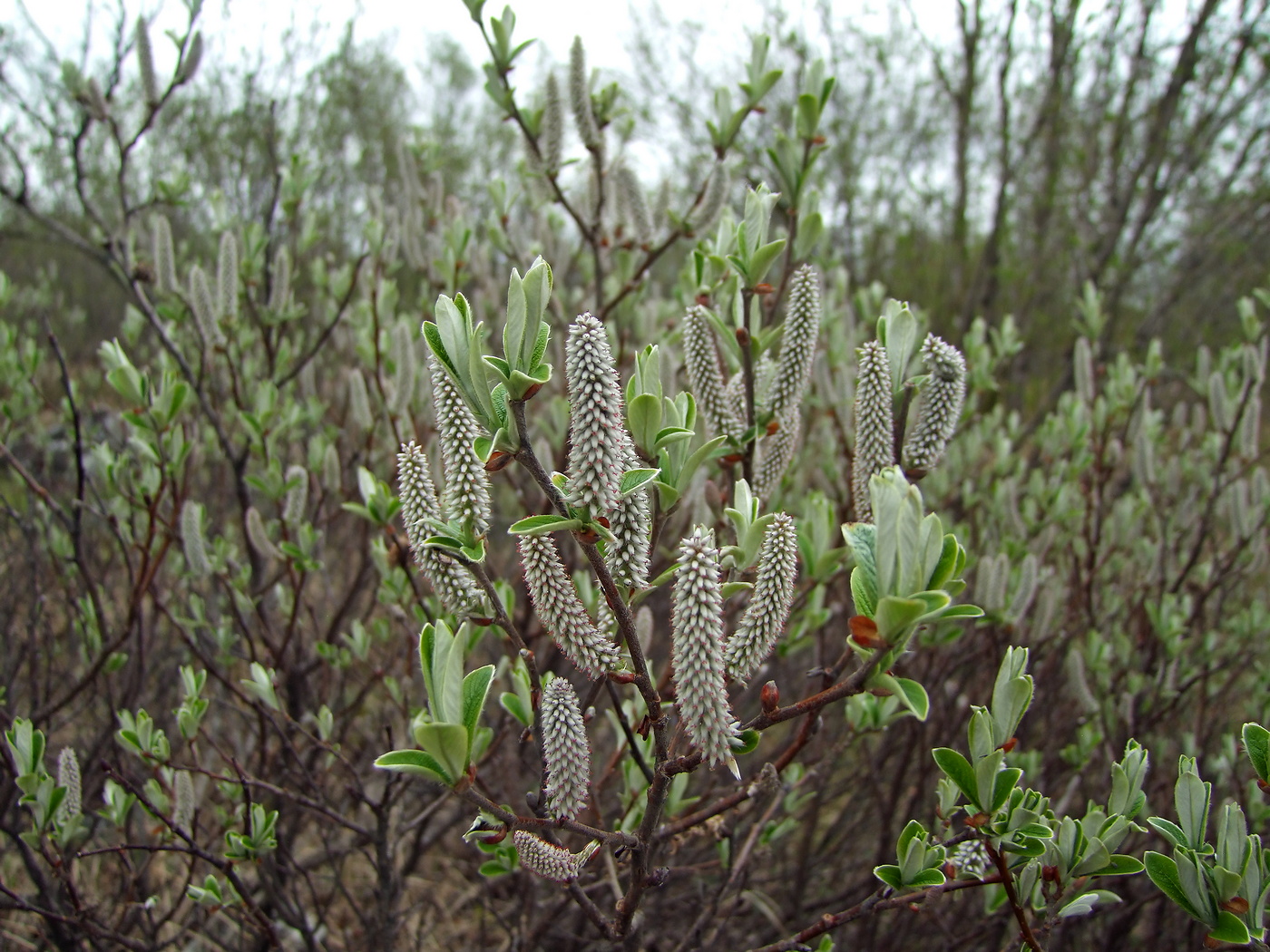 Изображение особи Salix krylovii.