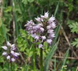 Orchis simia. Верхушка цветущего растения. Грузия, Боржоми-Харагаульский национальный парк, маршрут №6; ≈ 1600 м н.у.м, окружённый смешанным лесом луг на склоне горы. 26.05.2018.