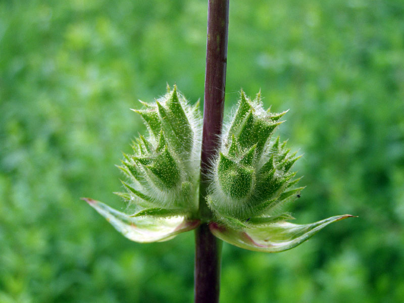 Image of Phlomoides hissarica specimen.