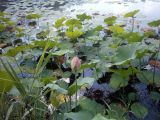 Nelumbo komarovii