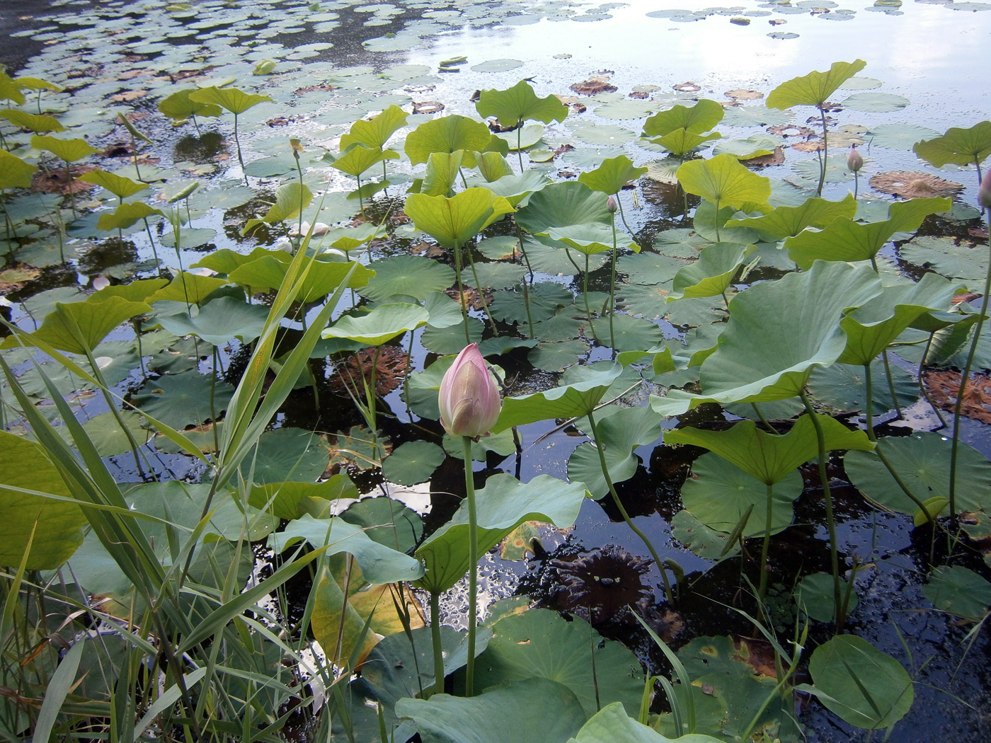Image of Nelumbo komarovii specimen.