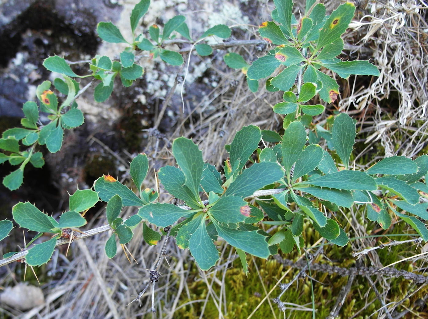 Image of Berberis sibirica specimen.