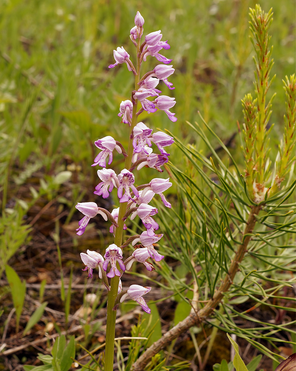 Image of Orchis militaris specimen.