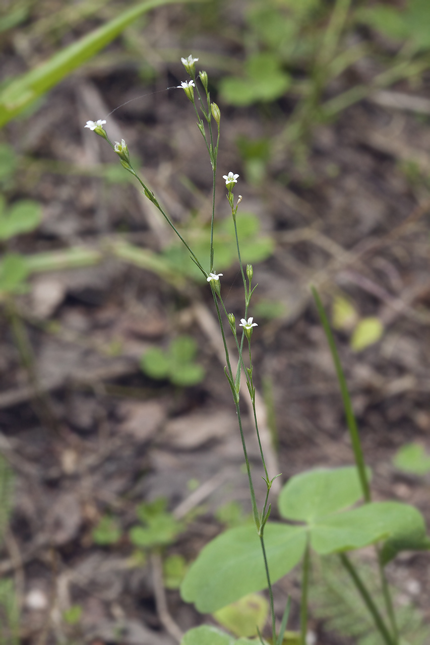 Image of Petrorhagia alpina specimen.