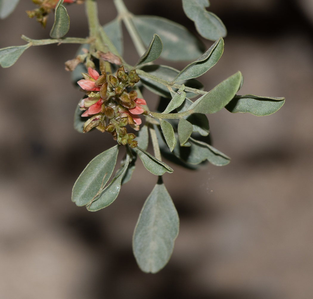 Изображение особи Indigofera articulata.