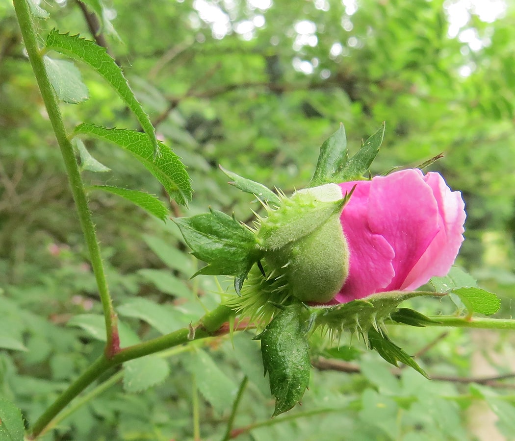 Image of Rosa roxburghii specimen.