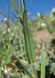 genus Valerianella. Лист (вид снизу). Дагестан, окр. с. Талги, склон горы. 22.04.2019.