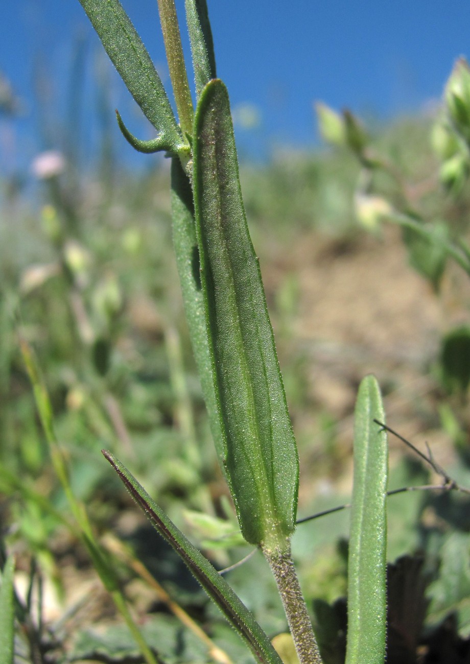 Image of genus Valerianella specimen.