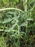 Crambe steveniana