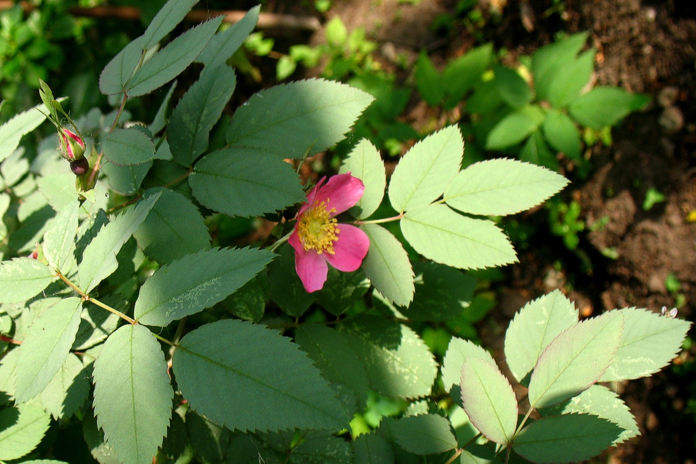 Изображение особи Rosa glauca.