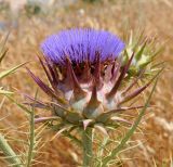 Cynara cardunculus