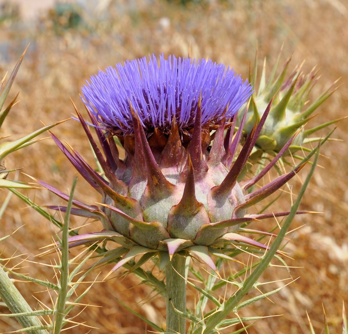 Image of Cynara cardunculus specimen.