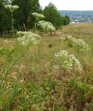 Falcaria vulgaris. Цветущее растение. Татарстан, г. Бавлы. 11.07.2010.