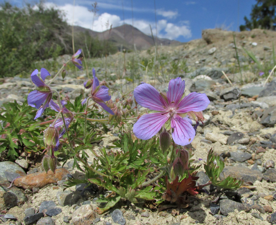 Image of Geranium pratense specimen.