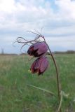 Fritillaria ruthenica