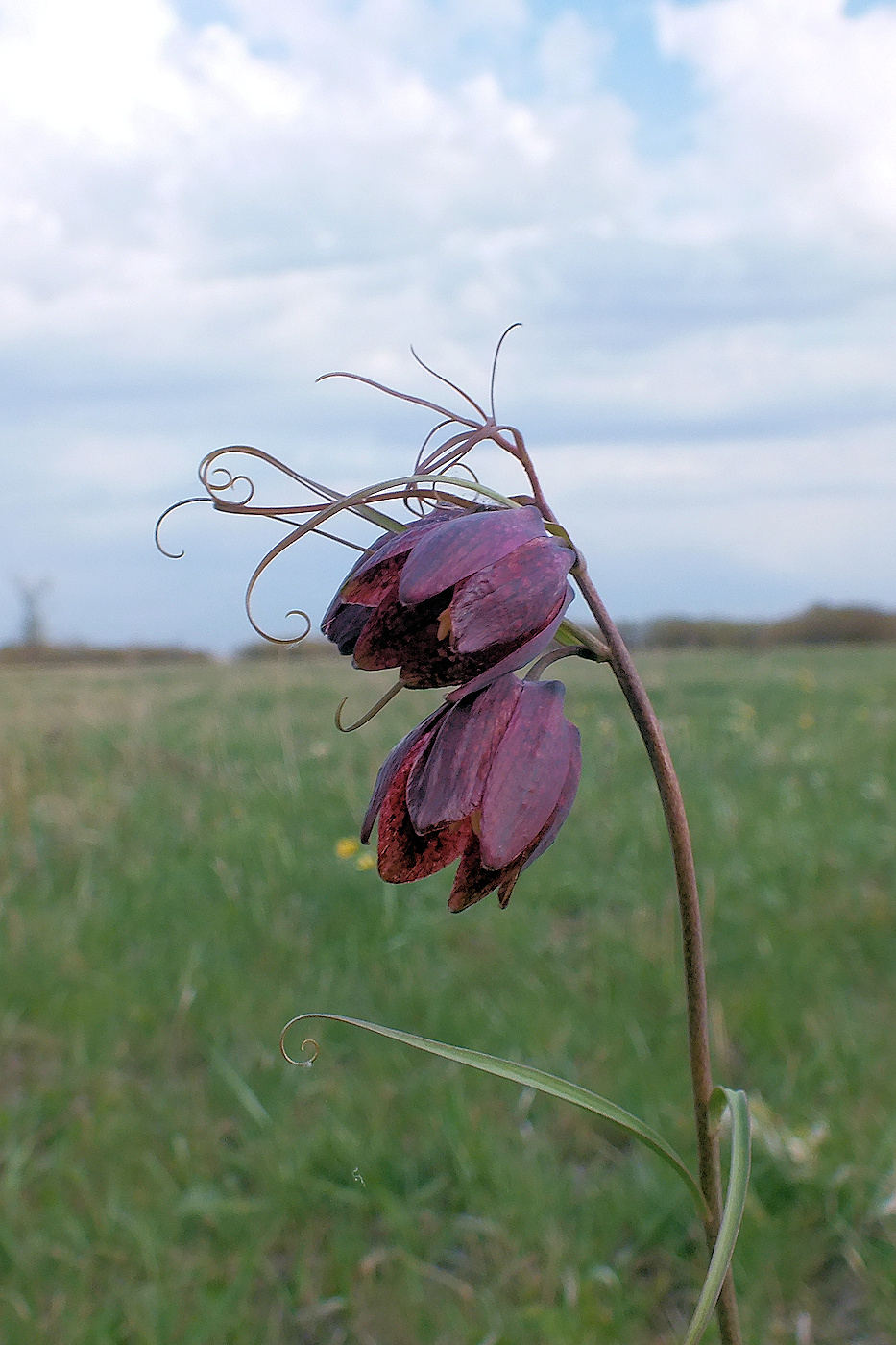 Image of Fritillaria ruthenica specimen.