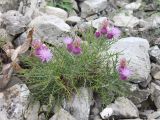 Lamyra echinocephala