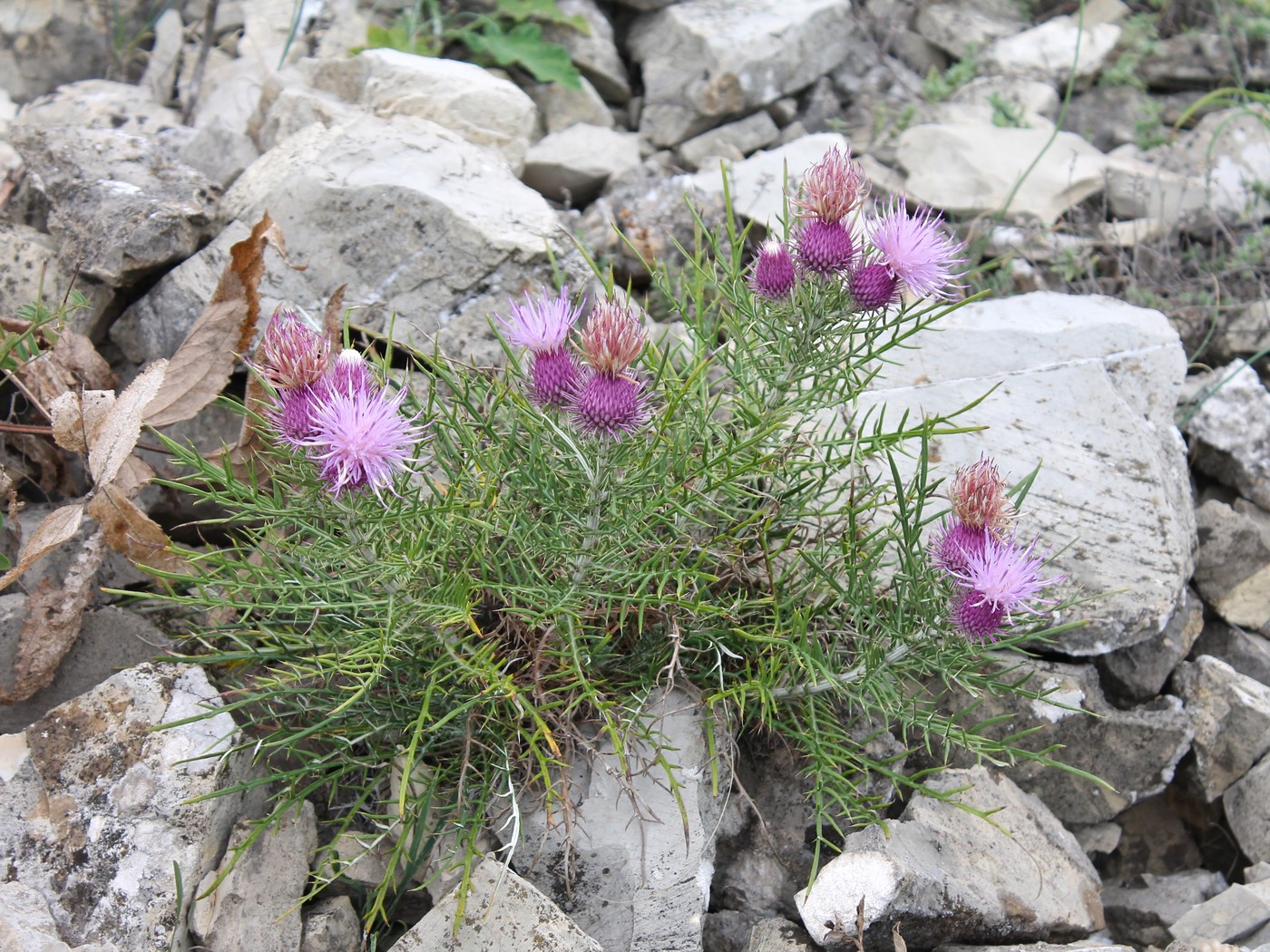 Изображение особи Lamyra echinocephala.